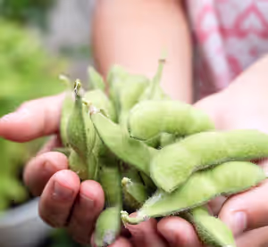 子供が両手に枝豆を持っている様子